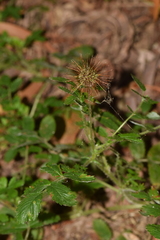 Acaena ovalifolia