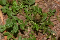Acaena ovalifolia
