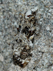 Phtheochroa rugosana