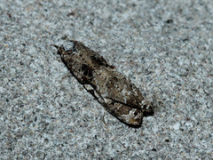 Phtheochroa rugosana