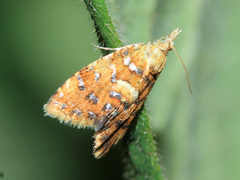 Pseudargyrotoza conwagana