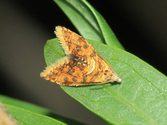 Pseudargyrotoza conwagana