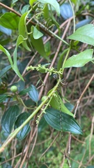 Struthanthus acuminatus