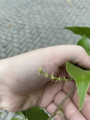 Struthanthus acuminatus
