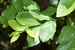 Laurelia sempervirens