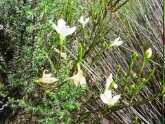 Lachnaea uniflora