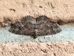 Disclisioprocta stellata