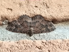 Disclisioprocta stellata