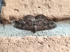 Disclisioprocta stellata