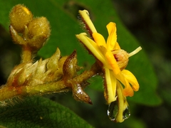 Apeiba tibourbou