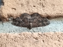 Disclisioprocta stellata