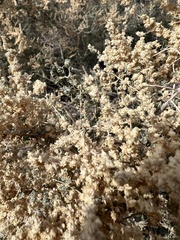 Atriplex polycarpa
