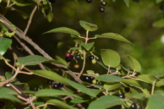 Aristotelia chilensis
