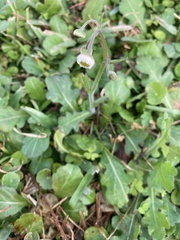 Erigeron quercifolius