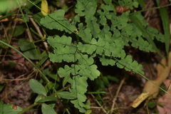 Adiantum chilense