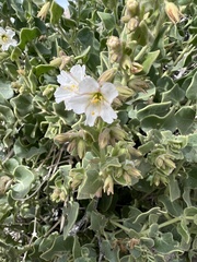 Mirabilis tenuiloba