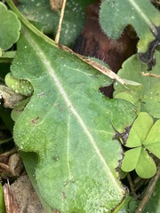 Erigeron quercifolius