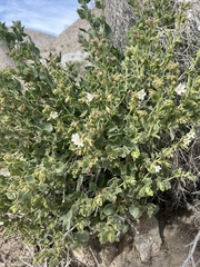 Mirabilis tenuiloba