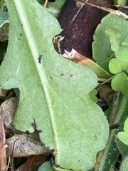 Erigeron quercifolius