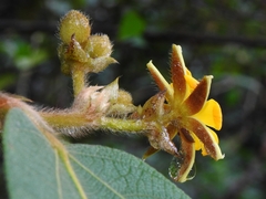 Apeiba tibourbou