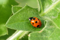 Coccinella algerica