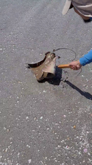 Myliobatis peruvianus