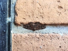 Disclisioprocta stellata