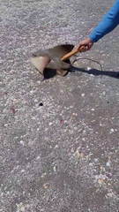 Myliobatis peruvianus