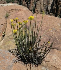 Senecio junceus