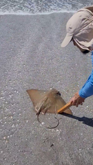 Myliobatis peruvianus