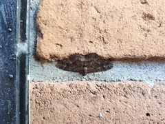 Disclisioprocta stellata