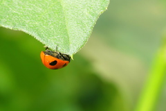 Coccinella algerica