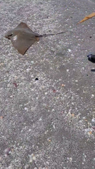 Myliobatis peruvianus