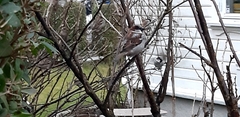 Passer domesticus