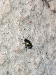 Zygogramma signatipennis