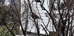 Passer domesticus