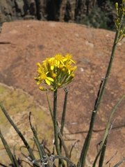 Senecio junceus
