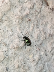 Zygogramma signatipennis