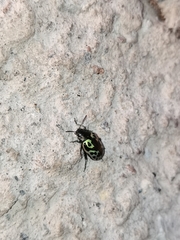 Zygogramma signatipennis