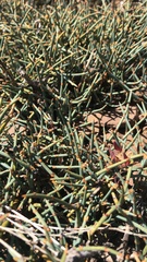Ephedra chilensis