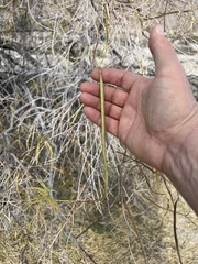 Chilopsis linearis arcuata