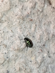 Zygogramma signatipennis