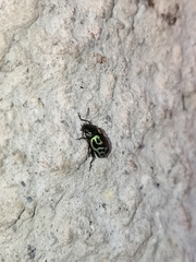 Zygogramma signatipennis