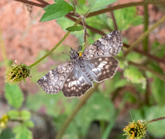 Chiomara asychis