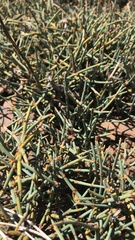 Ephedra chilensis