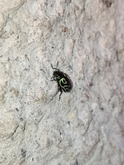 Zygogramma signatipennis