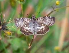 Chiomara asychis