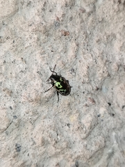 Zygogramma signatipennis