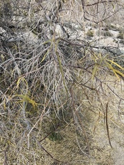 Chilopsis linearis arcuata