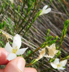 Lachnaea uniflora